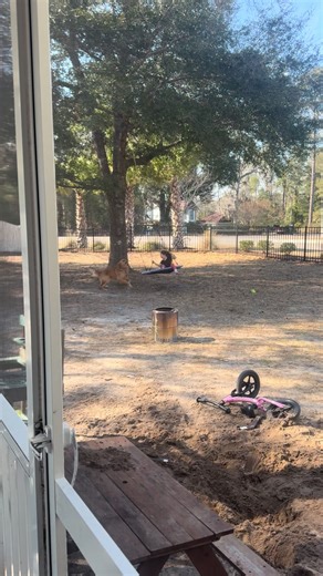 Why Your Toddler Needs a Golden Retriever