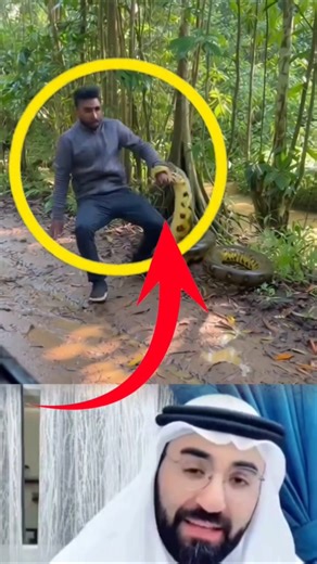 سلوك الأفاعي الضخمة لماذا يجب الحذر عند الاقتراب منها حياة_برية #زواحف #ثقافة_بيئية #عالم_الحيوان