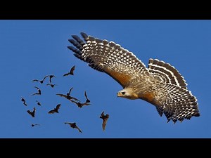 Hawk Hunting Bats In The Sky