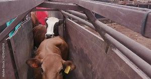 Tight shot of cattle being herded through a cattle crush