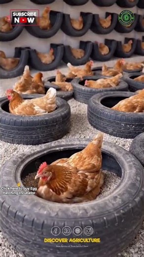 Tyre Egg Laying Chamber/Bruding Chamber