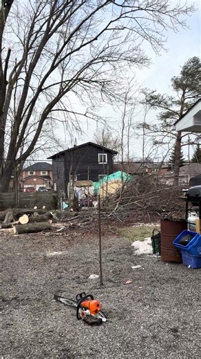 Cutting down a big maple tree #chainsawman