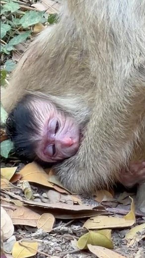 Young monkey Brindy trying her best to have her first baby