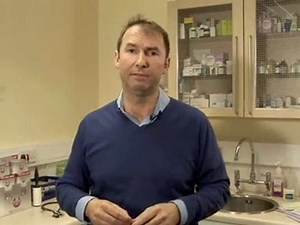 A Guide To Neutering Male Dogs