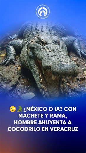 #LoMásVistoDe2025 😳🐊 ¡De no creerse! Hombre con machete y rama en mano logra espantar a un cocodrilo que estaba en plena calle de Veracruz. Video: Redes Sociales | Radio Fórmula