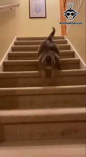 Funny Cat Falls Down Stairs Caught on Camera | Hilarious Cat Fail #shorts