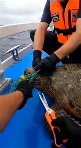 Sea Turtle Freed From Fishing Net at Boat Edge