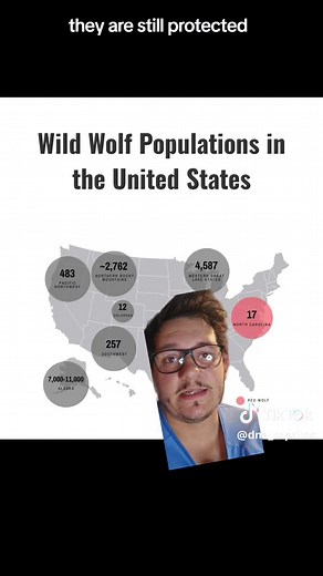 Grey Wolves Conservation Status Update