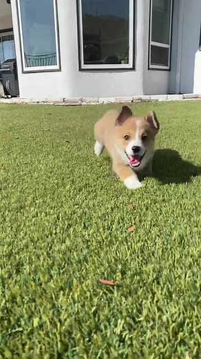 Tokyo Drift pup🏎💨 Watch til the end 😂 #corgi #puppy #trending #fyp #foryou #viral #sparco #puppiesoftiktok #corgisoftiktok #tokyodrift