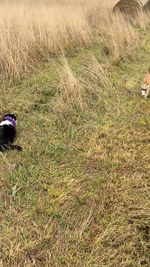 Meowdy purrtners. Suprise Jack Spicer jump 🧐 🦖 If you’re a fan of Jack Spicer’s kitty cat cowboy content please consider subscribing or joining his Patreon linked in bio 😊 everything helps ❤️ #cat #cats #catlover #catsofinstagram #catlovers #cats_of_instagram #kittycat #tuxedocat #kitty #catlife | Aaron Apps
