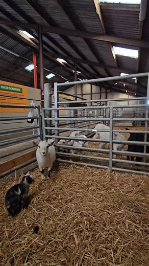 We have a new arrival in the lambing barn, and it's adorable 🥰 #jobsagoodun #babygoats #summerholidays #farmlife #familyfun #lancashire #bestdaysout #daysoutwithkids | Windmill Animal farm