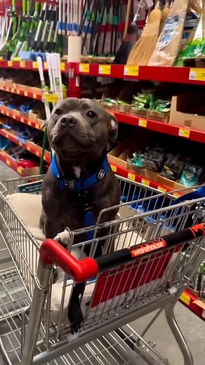 Dogs Awesome Life on Reels