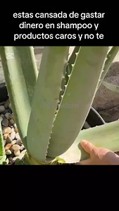 Te enseño como elaborar productos de cosmética capilar en casa 🏡así como este shampoo artesanal de sabila y aguacate #cabellosano #cabellolargo #cabellobrillante #saludcapilar | Brillo natural