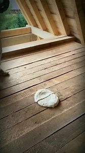 1.5M views · 10K reactions | Expandable foam spray ~ Wait for and लास्ट में जो हुआ #reels #short #viralshort #shorts #youtubeshorts #viralshorts #shortsfeed #story #instagramreels #viralreels #viralreels #trending #video #viralfacts | Indian Entertainment | Facebook