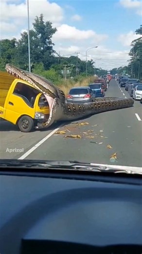 Aprizal on Instagram: "A giant python eats a truck, shocking local residents. #fbreels #fblifestyle #viralvideoシ #snake #fyp #AI #usa #folklore #traffic"