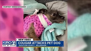 Video: Cougar attacks pet dog
