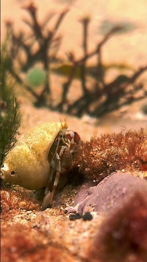 Bernard-l’ermite en exploration 🐚 | Pagurus bernhardus #atlantique #nature #cotentin #manche