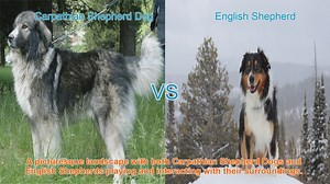 Comparing Carpathian Shepherd Dogs and English Shepherds: A Comprehensive Guide