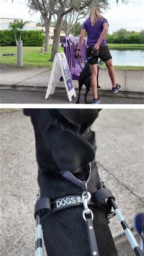 Dual POV Guide Dog Training