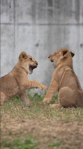 Lion Cubs’ Play-Fight ⚔️😼 Who Will Win?