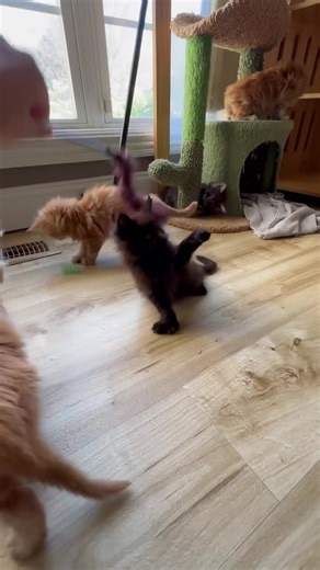 Maine Coon kittens available for adoption. Thoughtfully bred, well-socialized, and raised in a calm home environment. Serious inquiries welcome.