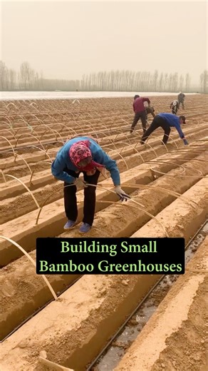 Building Small Bamboo Greenhouses For Crops #farmingtech