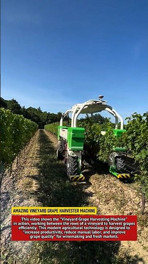 Amazing Vineyard Grape Harvester Machine | Modern Farming Technology in Action.