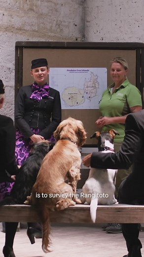 Air New Zealand ✈️ | Big tails, big jobs 🐾 Air New Zealand and DOC are proud to support the Conservation Dogs Programme to keep the Rangitoto-Motutapu Islands... | Instagram