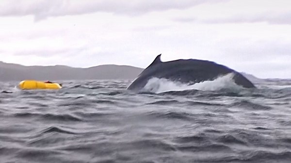 Pinocchio moment: Young man swallowed by whale off Chile coast