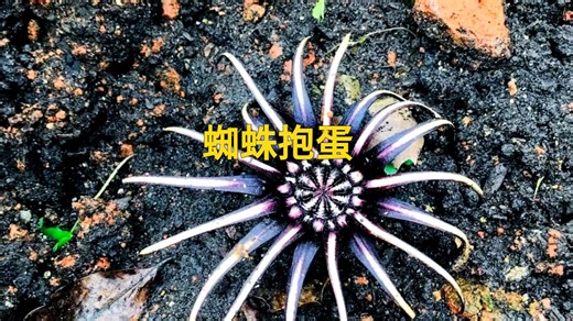 它在植物界绝对是奇葩的存在，充满神秘感