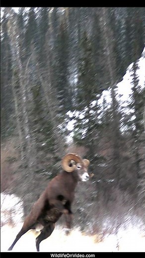 Bighorn Sheep Rams Growling, Kicking and Headbutting