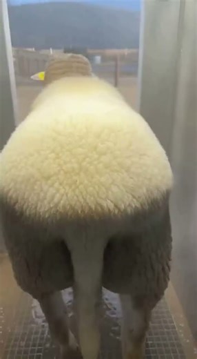 Powerful Sheep Wash: From Mud-Caked to Pristine Fluff ✨