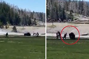 Yellowstone Confirms Man Gored in Second Bison Attack of the Year