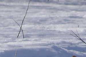 Exploring your world: Coping with cold through migration