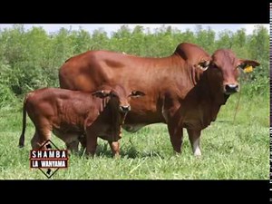 Bull breeding tips and techniques – Part 1