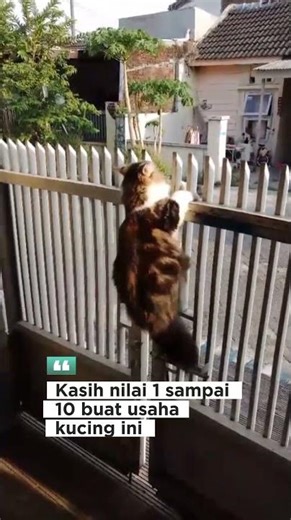 Kasih Nilai Usahanya Dong! 1-10? 👇 #cat #pets #youtubeshorts #funny #animals