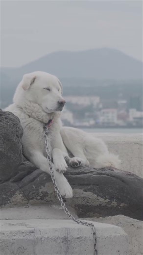 비양독스