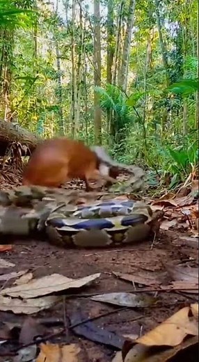 Large python ambushes deer at jungle clearing, smooth
