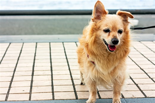 Owner thinks dog corgi mix, then comes DNA results: "Weirdest combo"