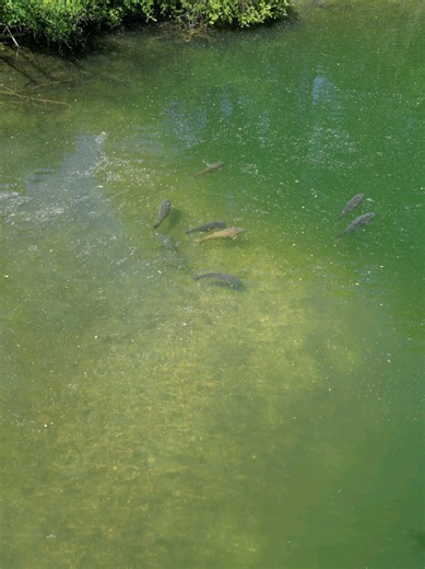 Futter direkt zum Fisch bringen – Carp Fishing Moment