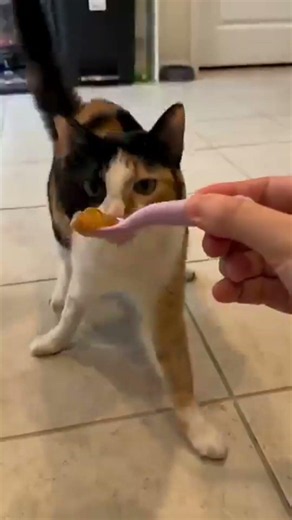 Ranking The Funniest Cats Ever 😹
