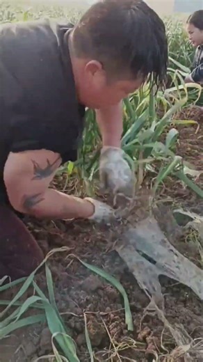 Satisfying Agricultural Trimming & Farm Work