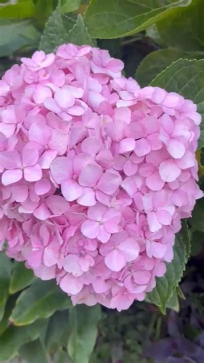 Hydrangea Flower | Beautiful Hydrangea Plant #hydrangea #flowers #gardening