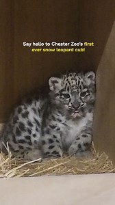 So we’ve been keeping a small (very fluffy) secret… 👀 A truly historic moment for our conservation zoo ❤️ | Chester Zoo