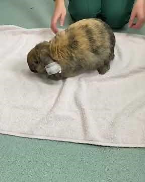 How to make a “Bunny Burrito”