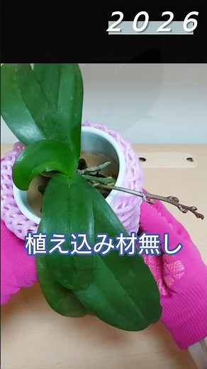 植え込み材無しで植え替えしたミディ胡蝶蘭