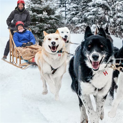 Dog sledding has always been on our bucket list and today is the day that we are doing it! We drove all the way to Mont-Tremblant which is about 90 minutes North from Montreal as this is one of the best place to experience dogsledding within the Canadian province of Quebec. Upon arrival, we met with the fantastic team of Dogsledding Tremblant who gave us a quick run down on mushing which is a new word I had to add to my vocabulary. Mushing is the sport or transport method powered by dogs. After 