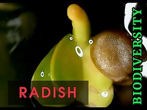 Radish germinating timelapse