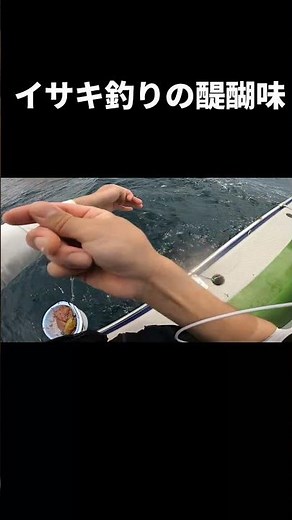 【東京湾】イサキ釣りの醍醐味！【船釣り】short #船釣り＃イサキ #東京湾#fishing #釣り #多点掛け