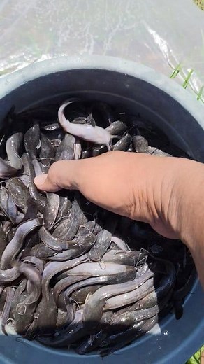 167K views · 1.9K reactions | Tebar bibit lele dua ukuran 8-10 dan 10-12 #budidayaikanlele #berkahbanyuireng | Taufiq Arif Rahman | Facebook